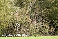 Foto-BrÃ¤uer-4752